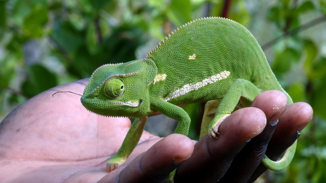 Cameleon.jpg